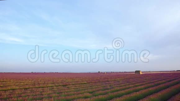 普罗旺斯草田的日落视频的预览图
