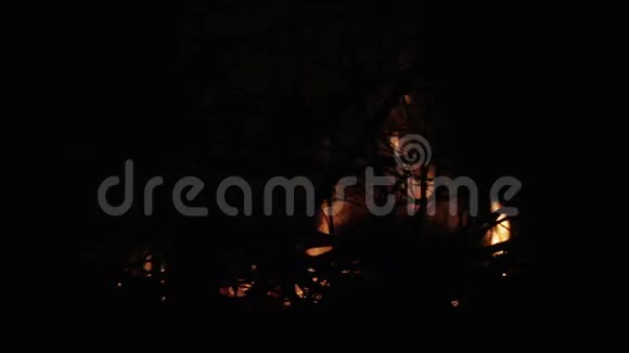 晚上在树林里开火晚上在森林里着火视频的预览图