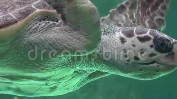 海洋生物和海洋动物视频的预览图