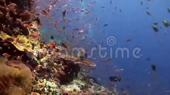 珊瑚礁上五颜六色的鱼和大甜菜学校视频的预览图