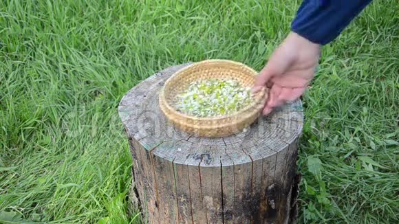 草药薄荷糖视频的预览图