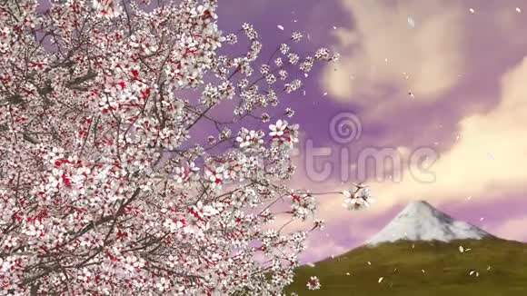 樱花树落花瓣及富士山视频的预览图