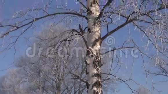 新鲜美丽的冬霜桦树视频的预览图