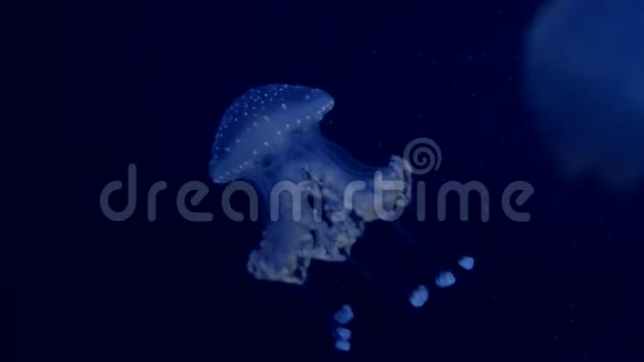 深蓝色海洋中的水母明亮的照度视频的预览图