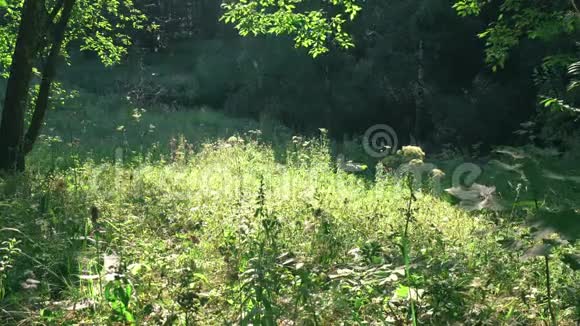 森林里的夏天视频的预览图