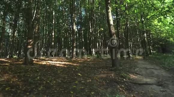 森林里的夏天视频的预览图