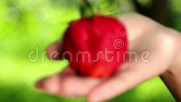 大的新鲜的多汁的草莓在人类手中手拿着草莓草莓特写视频的预览图