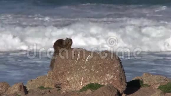 加州地面松鼠视频的预览图