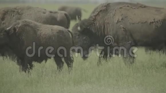 野牛在牧场上的田野里慢动作视频的预览图