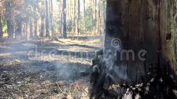 在森林里抽烟慢动作烧松视频的预览图
