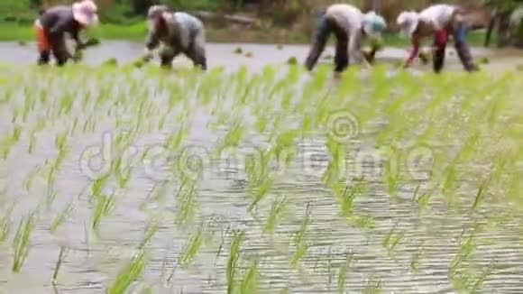 农场和农民种植的水稻芽视频的预览图