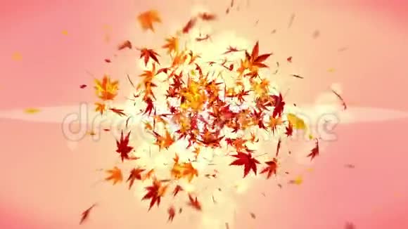 秋天的叶子落在橙色的背景上美丽的枫叶循环闪光动画视频的预览图
