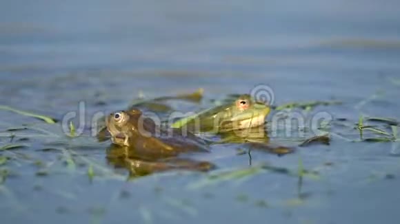 绿沼蛙在池塘里呱呱叫和交配脊骨髓鞘视频的预览图