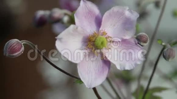 花园里的粉色花朵特写高清镜头视频的预览图