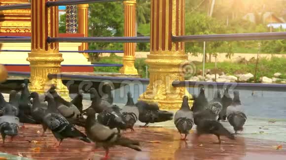 靠近苏梅岛上的一座寺庙泰国高清视频的预览图