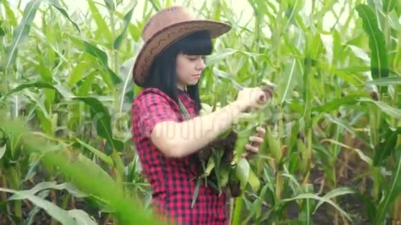 智慧生态收割农业耕作理念农民女孩植物研究员收获玉米生活方式的COBS上视频的预览图