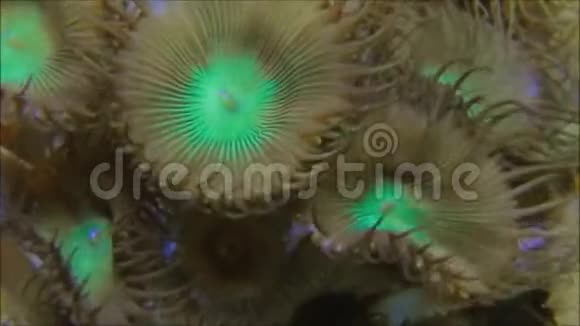 棕榈珊瑚群落视频的预览图