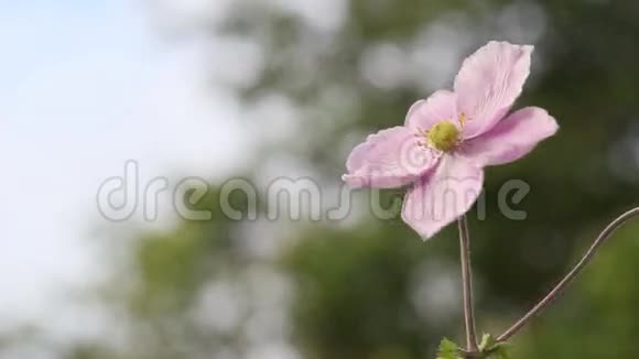 花园里的粉色花朵特写高清镜头视频的预览图