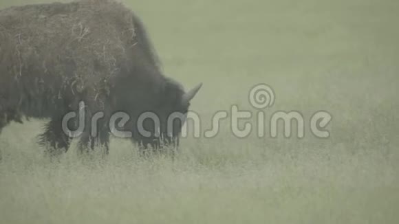 野牛在牧场上的田野里慢动作视频的预览图