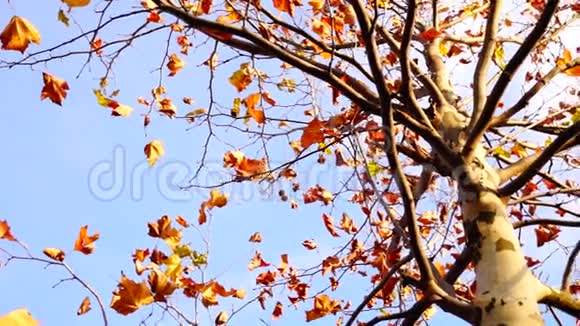 枫树从低角度旋转视频的预览图