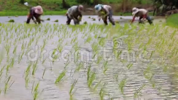 农场和农民种植的水稻芽视频的预览图