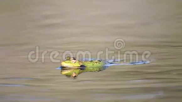 绿沼蛙在池塘里呱呱叫脊骨髓鞘视频的预览图