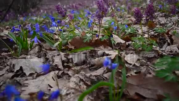 春天五彩缤纷的花朵在森林中盛开在春天的公园里林中的花紫堇视频的预览图