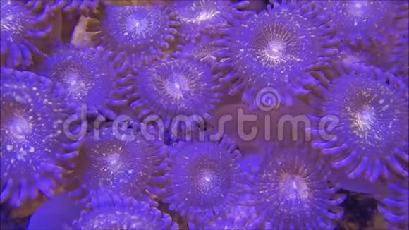 棕榈珊瑚群落视频的预览图