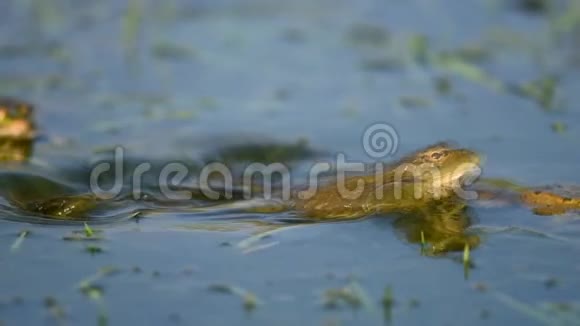 绿沼蛙在池塘里呱呱叫和交配脊骨髓鞘视频的预览图