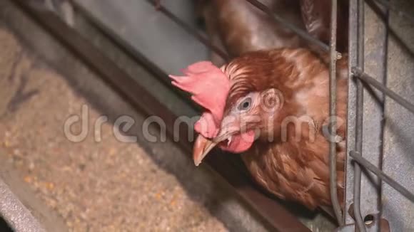 鸡蛋和鸡在农场吃食物视频的预览图