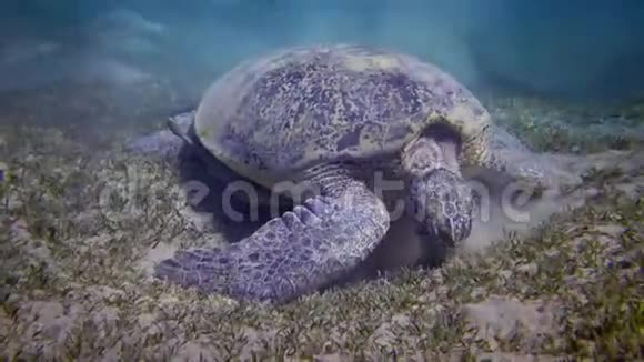 玳瑁覆瓦龟或绿海龟海龟海龟在海床上吃海草视频的预览图
