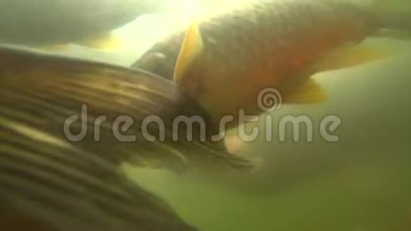 野鲤鱼在水下游泳视频的预览图
