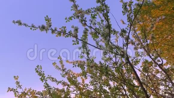 美丽的苹果树花园美丽的夏日风景视频的预览图
