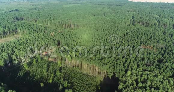 砍伐森林特种设备从无人机上看森林收割机的工作茂密松林的砍伐视频的预览图