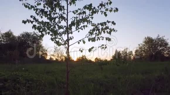 阳光照在林梢之间低角度跟踪全景视频的预览图