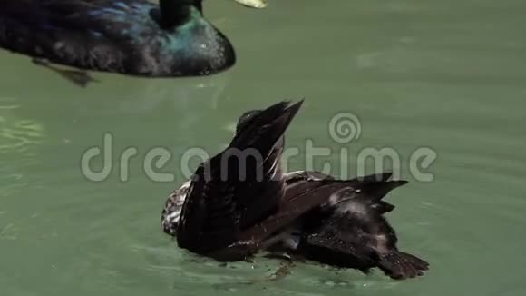 一只五颜六色的鸭子在邋遢的湖面上清理羽毛视频的预览图