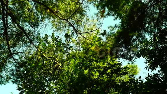 阳光透过郁郁葱葱的高大森林视频的预览图