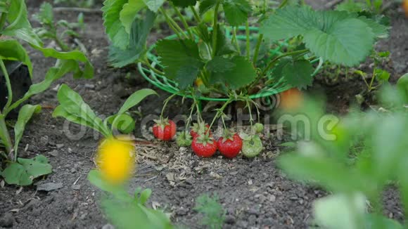 夏天在花园里收获草莓视频的预览图