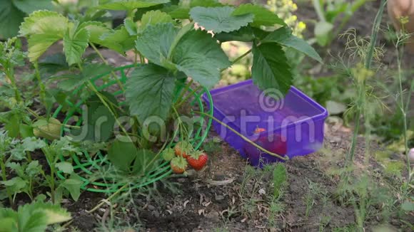 夏天在花园里收获草莓视频的预览图