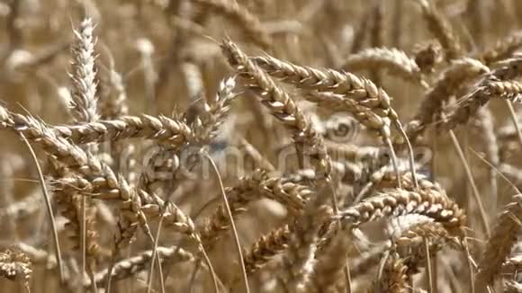 收获时间小麦三叶草谷物视频的预览图