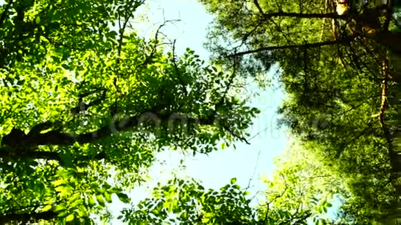 阳光透过郁郁葱葱的高大森林视频的预览图