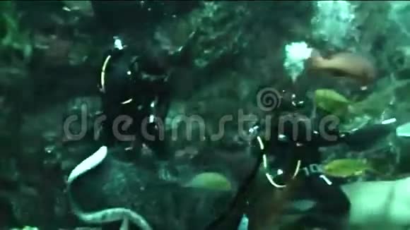 海洋馆饲养鱼类的潜水员视频的预览图