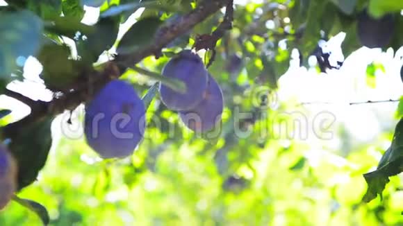 成熟的李子果实在果园的树枝上在一个明亮的夏天阳光照耀视频的预览图