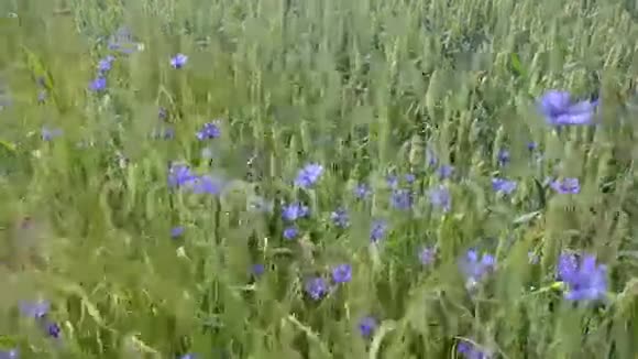 蓝瓶花风视频的预览图