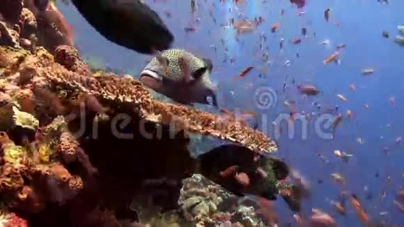 珊瑚礁上五颜六色的鱼和大甜菜学校视频的预览图