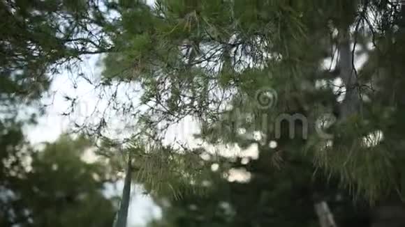 黑山的松树枝视频的预览图
