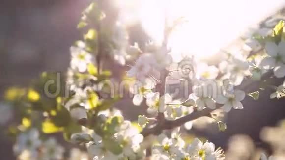 一棵盛开的树的枝条的春天背景视频的预览图