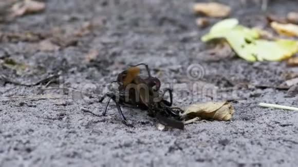 石甲虫鹿沿着地面猛击一只破碎的死甲虫视频的预览图