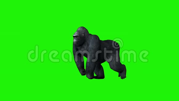 大猩猩走路绿色屏幕视频的预览图