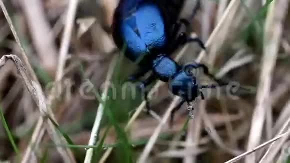 美丽的大发光甲虫视频的预览图